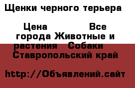 Щенки черного терьера › Цена ­ 35 000 - Все города Животные и растения » Собаки   . Ставропольский край